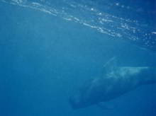 pilot whales tennerife